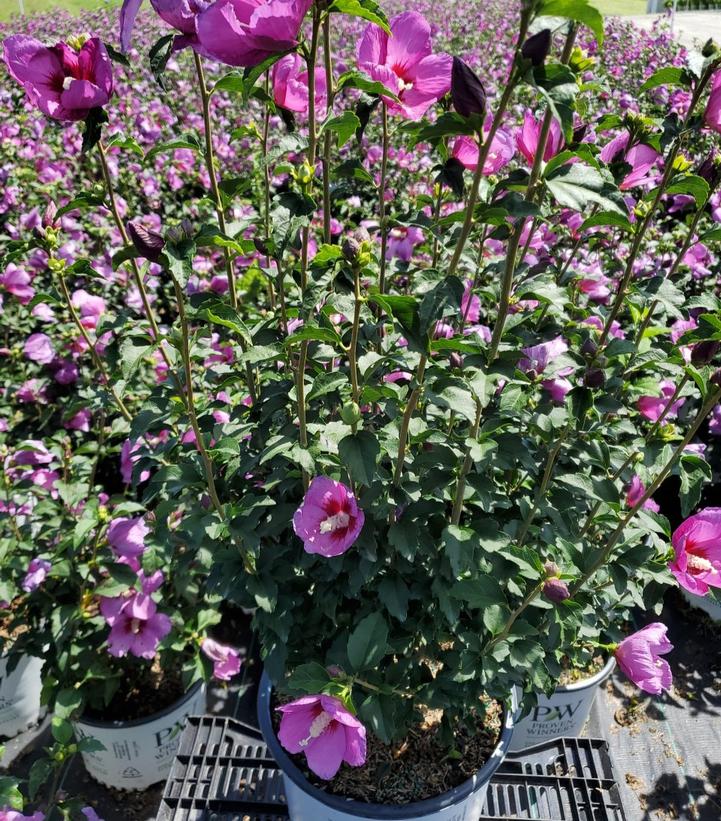 Rose of Sharon – Lil’ Kim Violet – #3 Container